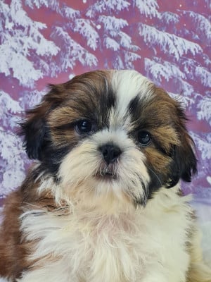 Les chiots de Shih Tzu
