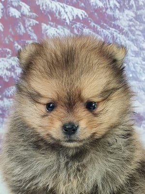 Les chiots de Spitz allemand