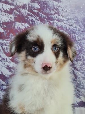 Les chiots de Berger Américain Miniature