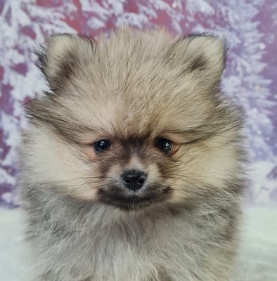 Les chiots de Spitz allemand