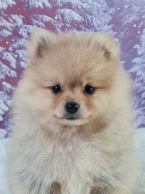 Les chiots de Spitz allemand