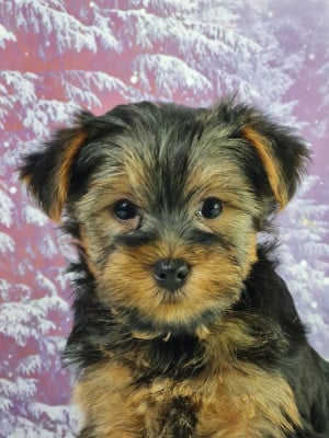 Les chiots de Yorkshire Terrier