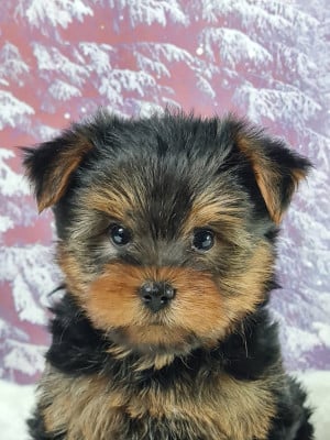 Les chiots de Yorkshire Terrier