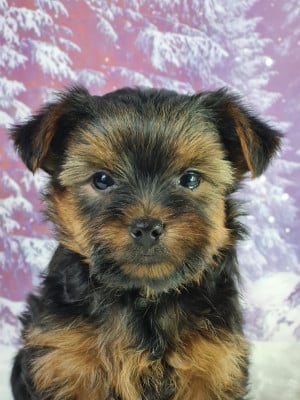 Les chiots de Yorkshire Terrier