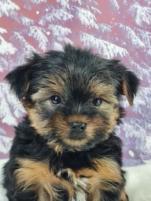 Les chiots de Yorkshire Terrier