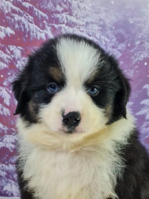 Les chiots de Berger Américain Miniature 