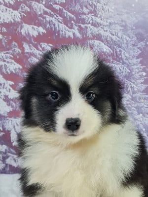 Les chiots de Berger Américain Miniature 