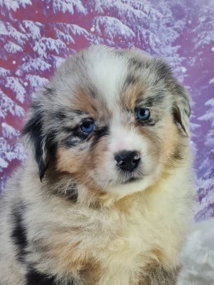 Les chiots de Berger Américain Miniature 