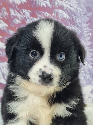 Les chiots de Berger Américain Miniature 