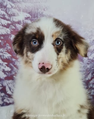 Les chiots de Berger Américain Miniature 
