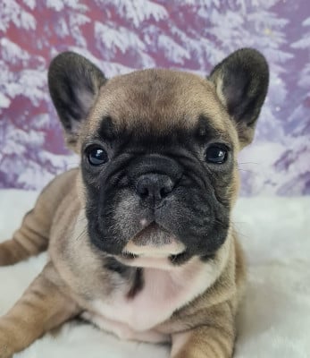 Les chiots de Bouledogue français