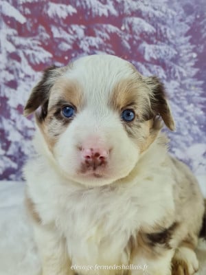 Les chiots de Berger Américain Miniature