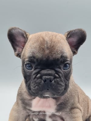 Les chiots de Bouledogue français
