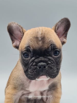 Les chiots de Bouledogue français