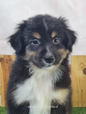 Les chiots de Berger Américain Miniature 