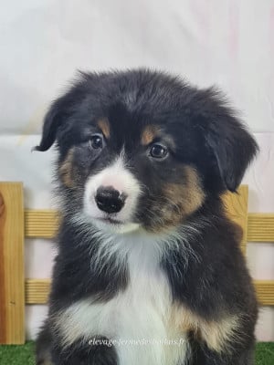 Les chiots de Berger Américain Miniature 