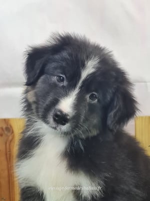 Les chiots de Berger Américain Miniature 