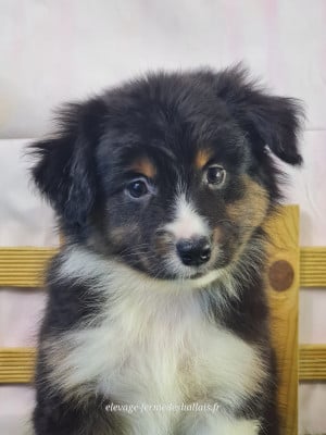 Les chiots de Berger Américain Miniature 