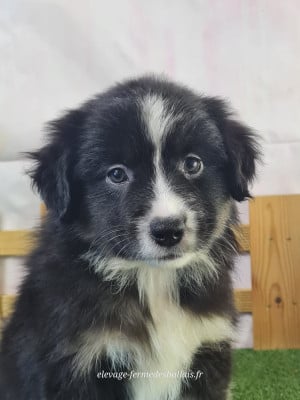 Les chiots de Berger Américain Miniature 