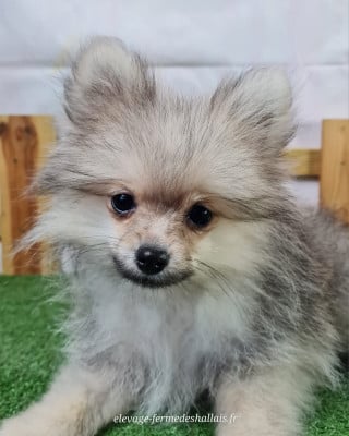 Les chiots de Spitz allemand