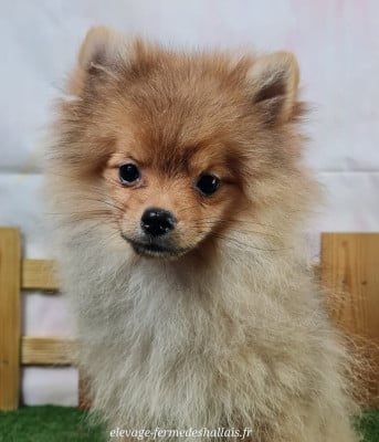 Les chiots de Spitz allemand