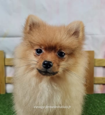 Les chiots de Spitz allemand