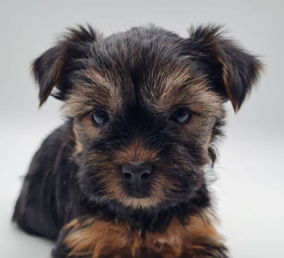 Les chiots de Yorkshire Terrier