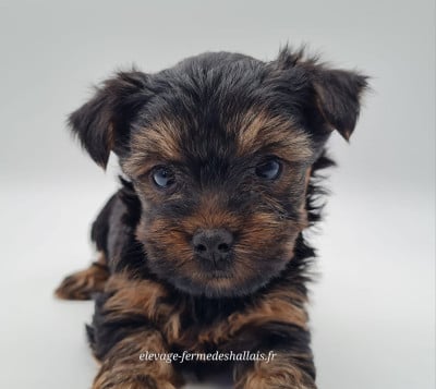 Les chiots de Yorkshire Terrier
