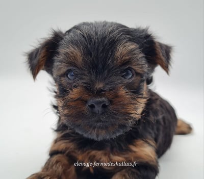 Les chiots de Yorkshire Terrier