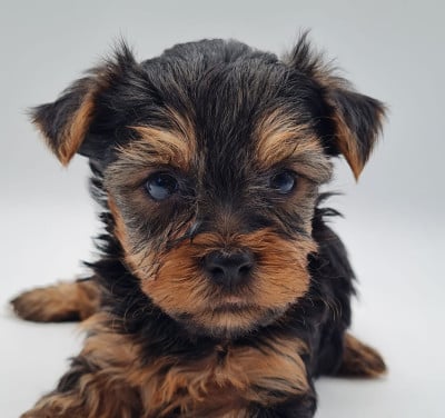 Les chiots de Yorkshire Terrier