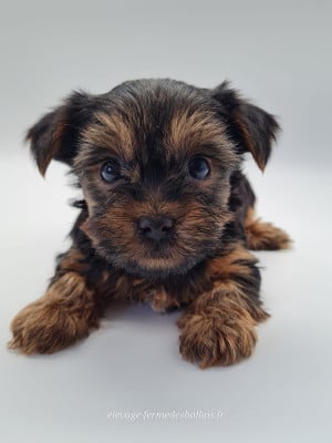 Les chiots de Yorkshire Terrier