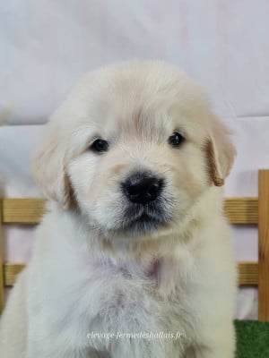 Les chiots de Golden Retriever
