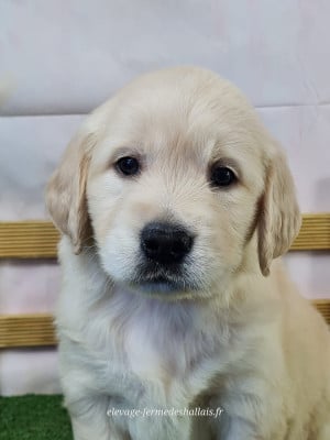 Les chiots de Golden Retriever