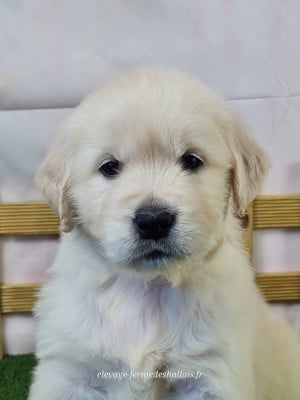 Les chiots de Golden Retriever
