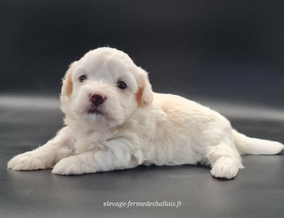 Les chiots de Coton de Tulear