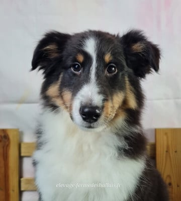 Les chiots de Shetland Sheepdog