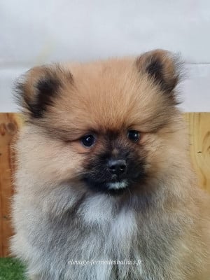 Les chiots de Spitz allemand
