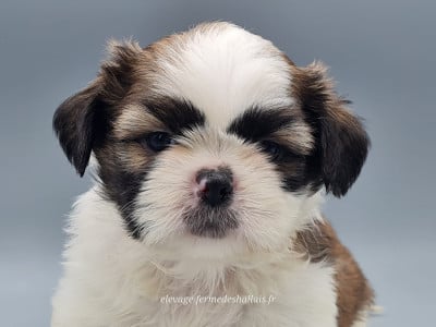Les chiots de Shih Tzu