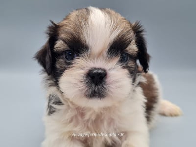 Les chiots de Shih Tzu
