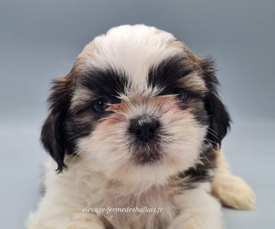 Les chiots de Shih Tzu