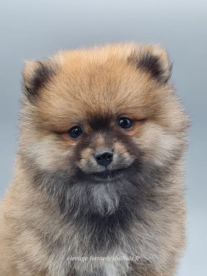 Les chiots de Spitz allemand