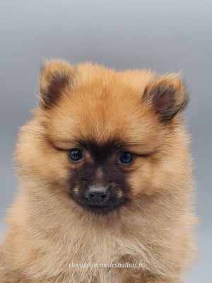Les chiots de Spitz allemand