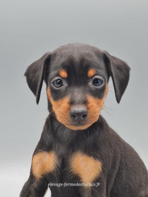 Les chiots de Pinscher nain