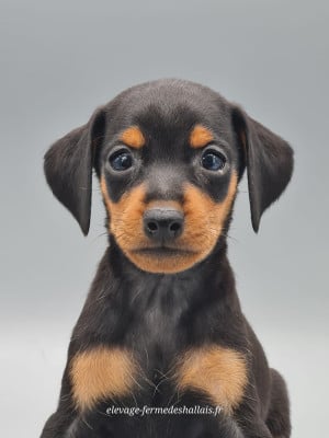Les chiots de Pinscher nain
