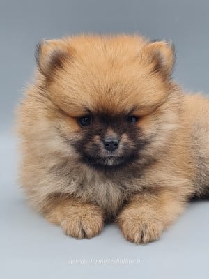 Les chiots de Spitz allemand