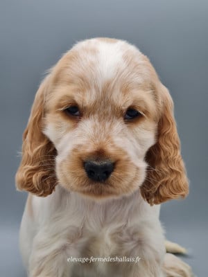 Baya - Cocker Spaniel Anglais
