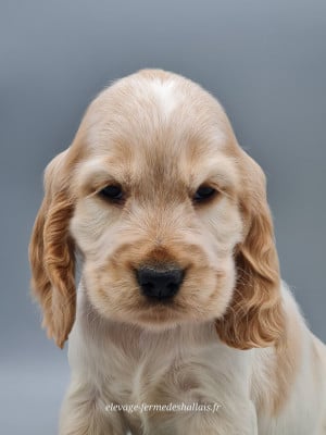 Brie - Cocker Spaniel Anglais