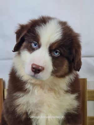 Les chiots de Berger Américain Miniature