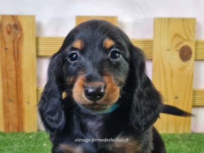 Les chiots de Teckel poil long