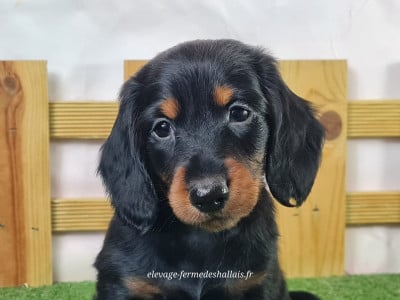 Les chiots de Teckel poil long